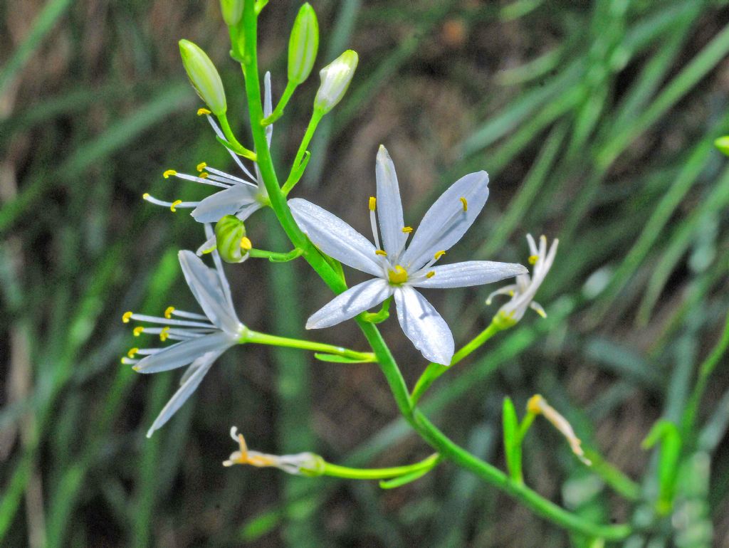 Un prato pieno di piccoli fiori bianchi